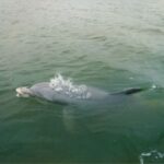 Hilton Head Island: Private Dolphin Watching Boat Tour - Who Would Love This Tour?