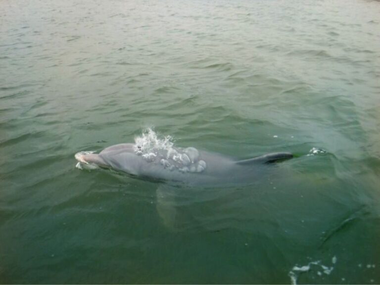 Hilton Head Island: Private Dolphin Watching Boat Tour - Who Would Love This Tour?