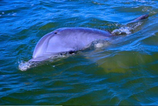 Hilton Head Morning Dolphins & Donuts Cruise - What It’s Like Onboard