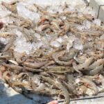 Hilton Head Shrimp Trawling Boat Cruise - FAQ