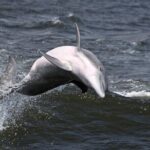 Hilton Head Sunset Dolphin Watching Cruise - Authentic Encounters: What Guests Are Saying