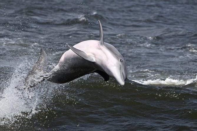 Hilton Head Sunset Dolphin Watching Cruise - Authentic Encounters: What Guests Are Saying