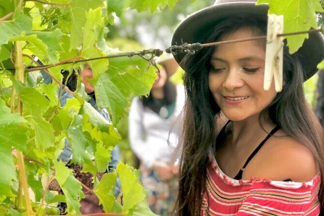 Hinterland Heritage Wine Tour - What to Expect and Practicalities