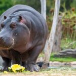 Hippo Experience at Werribee Open Range Zoo - excl. entry - What to Expect from the Werribee Hippo Experience