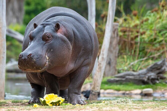 Hippo Experience at Werribee Open Range Zoo - excl. entry - What to Expect from the Werribee Hippo Experience
