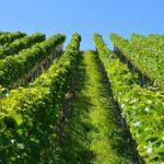 Historic Athens & Wine Tour in Nemea in 8hrs - Who Is This Tour Best For?