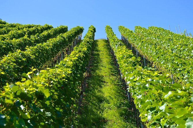 Historic Athens & Wine Tour in Nemea in 8hrs - Who Is This Tour Best For?