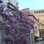 Historic London Pub Walk. A Walk Around Belgravia and Her Amazing Pubs - A Deep Dive into the Belgravia Pub Walk