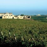 Historic winery visit with food and wine tasting in Marsala - A Deep Dive into the Marsala Winery Tour