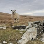 Historical Walking Tours in Valentia and the Skellig Region - Who Should Consider This Tour?