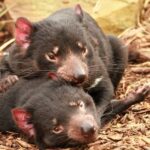 Hobart: Admission Ticket to Bonorong Wildlife Sanctuary - A Practical Look at Bonorong Wildlife Sanctuary