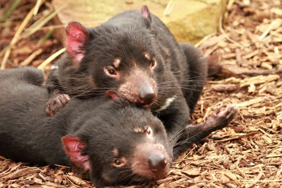 Hobart: Admission Ticket to Bonorong Wildlife Sanctuary - A Practical Look at Bonorong Wildlife Sanctuary