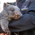 Hobart Highlights Day Tour - Practical Details and What You’ll Experience