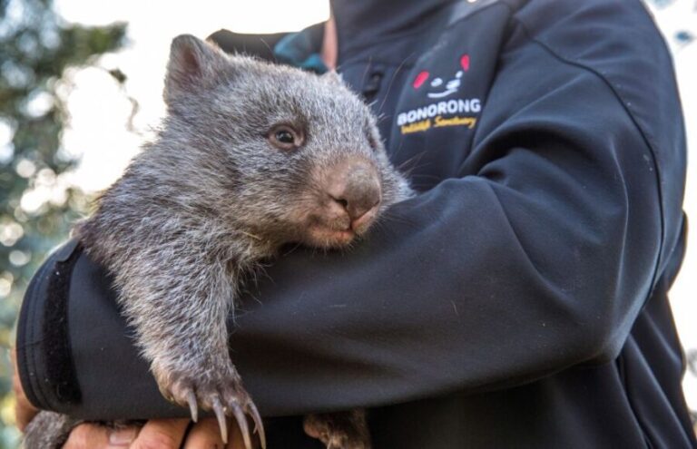 Hobart Highlights Day Tour - Practical Details and What You’ll Experience