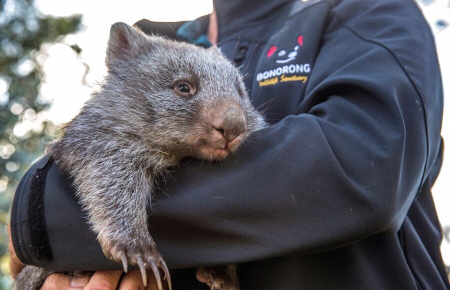 Hobart Highlights Day Tour - Practical Details and What You’ll Experience