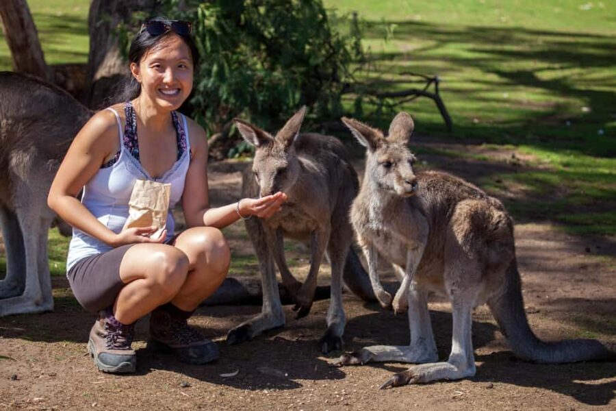 Hobart: Mt Field National Park & Wildlife Shore Excursion - Who Will Love This Tour?