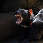 Hobart: Port Arthur, Richmond & Tassie Devil - Active Tour - An In-Depth Look at This Active Tasmanian Adventure