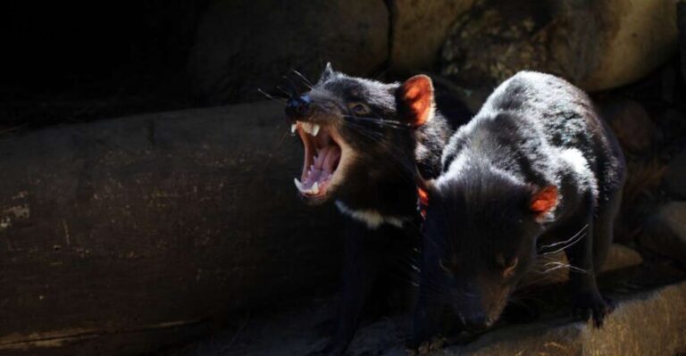 Hobart: Port Arthur, Richmond & Tassie Devil - Active Tour - An In-Depth Look at This Active Tasmanian Adventure