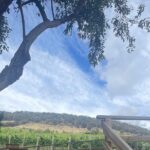 Hobart Shore Excursion Aussie Wildlife and Sighseeing Shared Tour - Final Thoughts