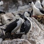 Hobart Sightseeing Cruise including Iron Pot Lighthouse - FAQs