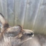 Hobart Signature Shore Excursion Small Group - FAQ