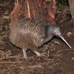 Hokitika: The National Kiwi Centre Tickets - Why Visit the National Kiwi Centre?