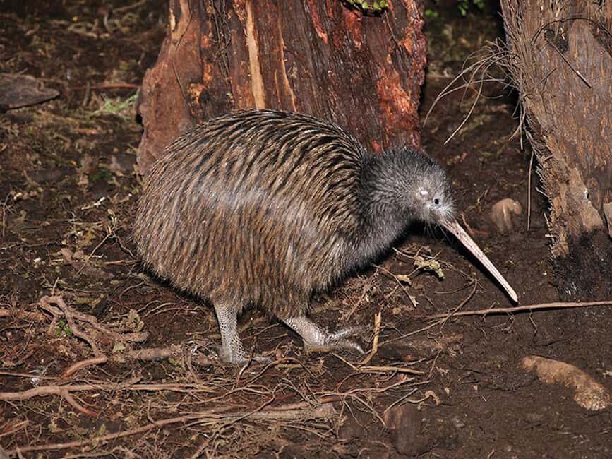 Hokitika: The National Kiwi Centre Tickets - Why Visit the National Kiwi Centre?