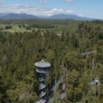 Hokitika: West Coast Tree Top Tower Zip Line and Walk - A Detailed Look at the Experience