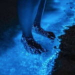 Holbox: Guided Bioluminescence Kayaking Tour - An In-Depth Look at the Holbox Bioluminescence Kayaking Tour