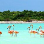 Holbox plus Island Magic by boat Tour from Cancun - Final Thoughts: Is It Worth It?