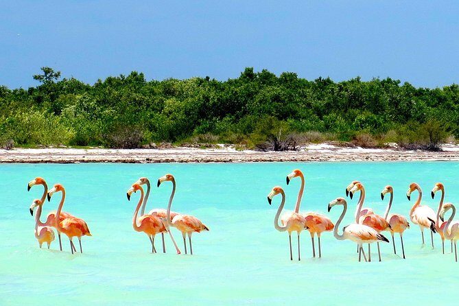 Holbox plus Island Magic by boat Tour from Cancun - Final Thoughts: Is It Worth It?