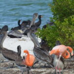 Holbox: Sunrise Kayak Tour through the Mangroves - What’s Included and What’s Not