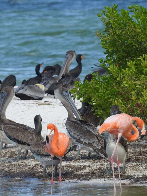 Holbox: Sunrise Kayak Tour through the Mangroves - What’s Included and What’s Not