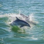 Holiday, FL: Anclote Key Preserve Private Boat Tour - Who Would Enjoy This Tour?