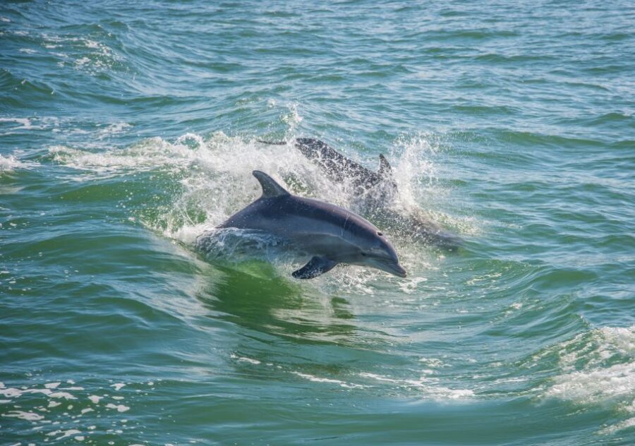 Holiday, FL: Anclote Key Preserve Private Boat Tour - Who Would Enjoy This Tour?