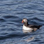 Hólmavík: Whale Watching Tour - Puffin Watching and Other Wildlife