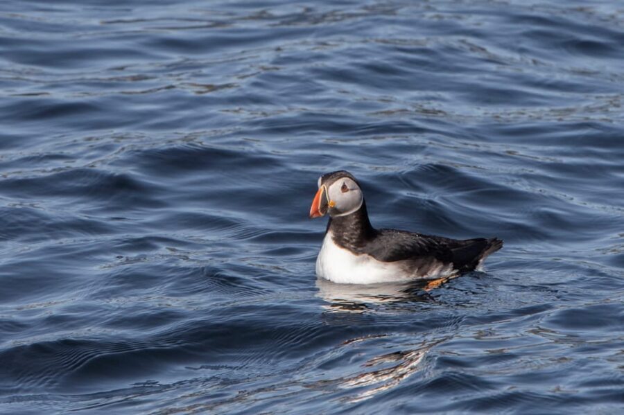 Hólmavík: Whale Watching Tour - Puffin Watching and Other Wildlife
