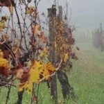 Honest Wines- Wine tasting at Cantina Biagiotti - A Deep Dive into the Experience