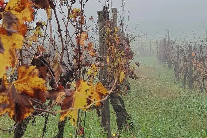 Honest Wines- Wine tasting at Cantina Biagiotti - A Deep Dive into the Experience