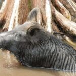 Honey Island Swamp and Bayou Boat Tour with Transportation - The Practicalities