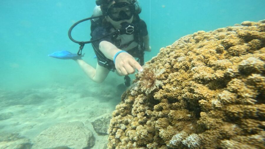 Honolulu: Beginner Scuba Diving Tour With Free Videos - Exploring the Details of This Hawaiian Underwater Adventure