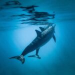 Honolulu: Private Waikiki Boat Cruises for up to 6 People - Breaking Down the Itinerary