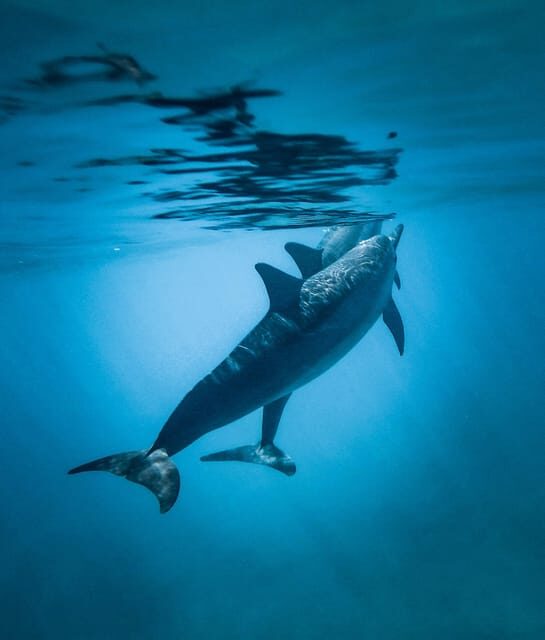 Honolulu: Private Waikiki Boat Cruises for up to 6 People - Breaking Down the Itinerary