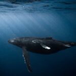 Honolulu: Scuba Diving for Certified Divers - Deep Dive into the Details