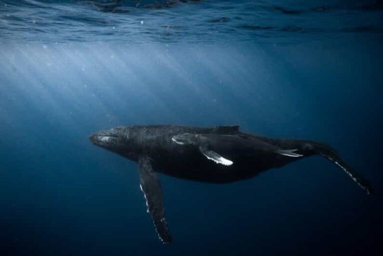 Honolulu: Scuba Diving for Certified Divers - Deep Dive into the Details