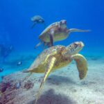 Honolulu: Sunset Snorkeling and Fireworks Cruise - Who Will Love This Tour?