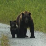 Hoonah: Chichagof Island Brown Bear Search - Practical Tips for Your Trip