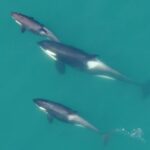 Hoonah: Icy Strait Whale Watch with Drone Filmography - Who Should Consider This Tour