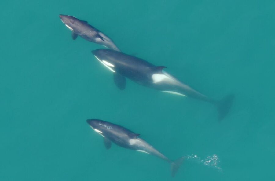 Hoonah: Icy Strait Whale Watch with Drone Filmography - Who Should Consider This Tour