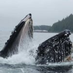 Hoonah: Whale Watching Cruise - Final Thoughts: Is It Worth It?